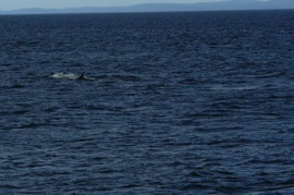 un dauphin